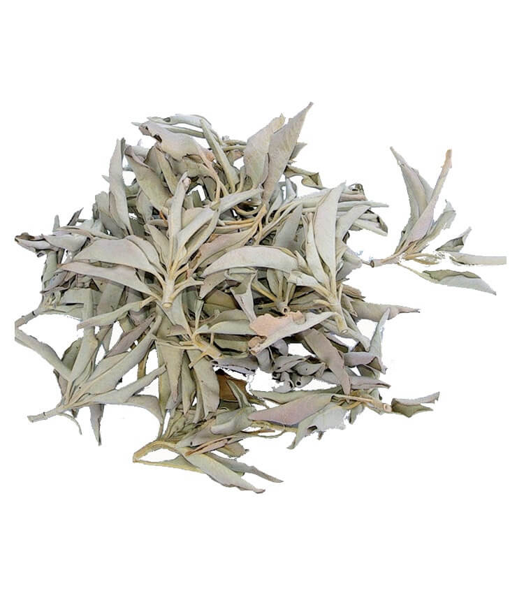 Sauge Blanche